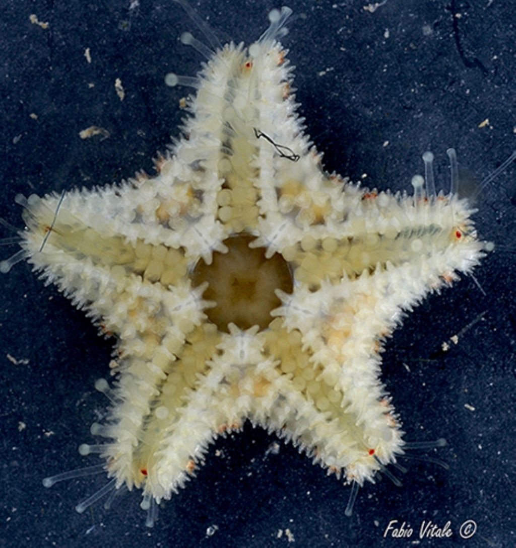 Asterina phylactica (dal versante ionico del Salento)